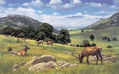 Elk Herd in the Wichita Mountains by Barbara  Vaupel