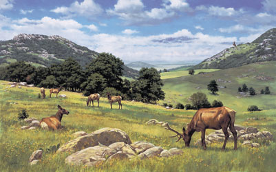 Elk Herd in the Wichita Mountains by Barbara Vaupel