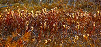 Cat-Tails on Fire by Robert Goddard