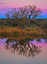 Pink Reflections by Robert Goddard